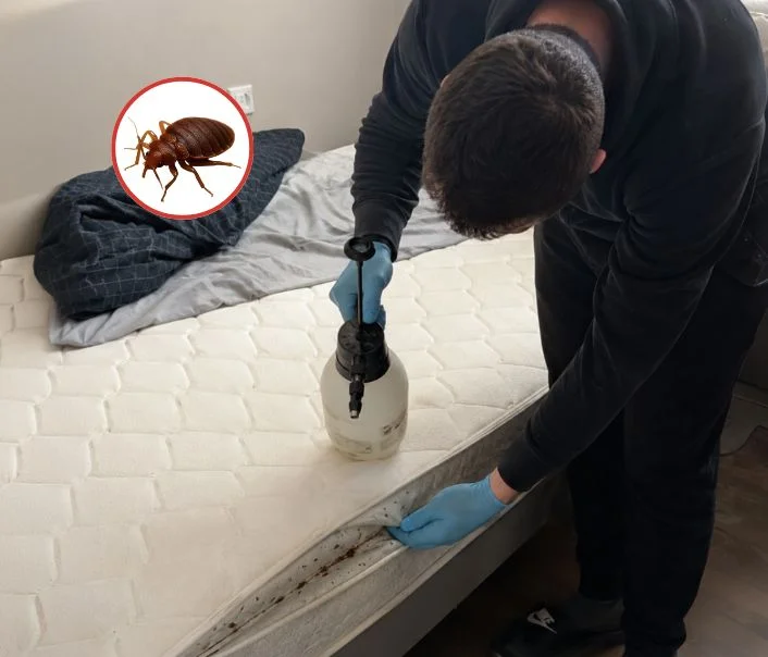 Technicien traitant un matelas contre les punaises de lit à Thorigny-sur-Marne